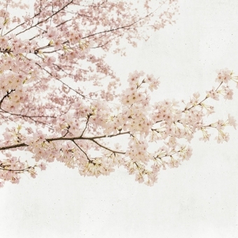 Carta da parati panoramica Blossom Almond Tree