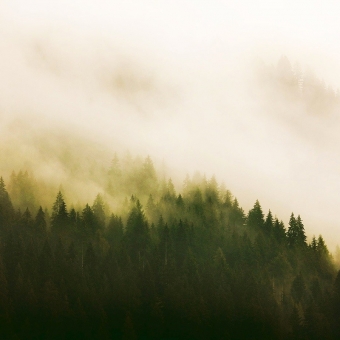 Papier peint panoramique Into the woods Fire Forest 418,5x270 cm Coordonné