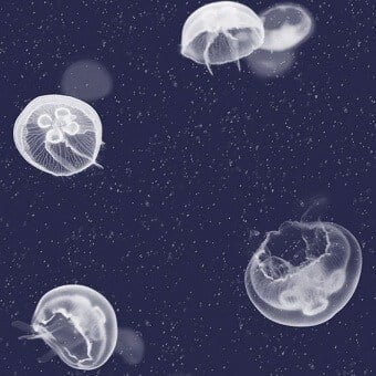 Jellyfish Wallpaper