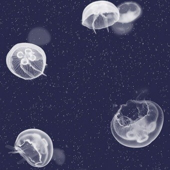 Tapete Jellyfish Black Coordonné