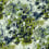 Tissu Monet Rubelli Alga inchiostro 30162-002