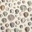 Captain Thomas Browns Shells Wallpaper John Derian Oyster PJD6000/02