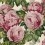 Papel pintado The rosa John Derian Tuberose PJD6002/02
