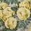 The Rose Wallpaper John Derian Mimosa PJD6002/05