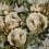Carta da parati The rosa John Derian Steel PJD6002/06