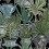 Echeveria Panel Mindthegap Green/Black WP20163