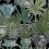 Papier peint panoramique Echeveria Mindthegap Green/Black WP20163