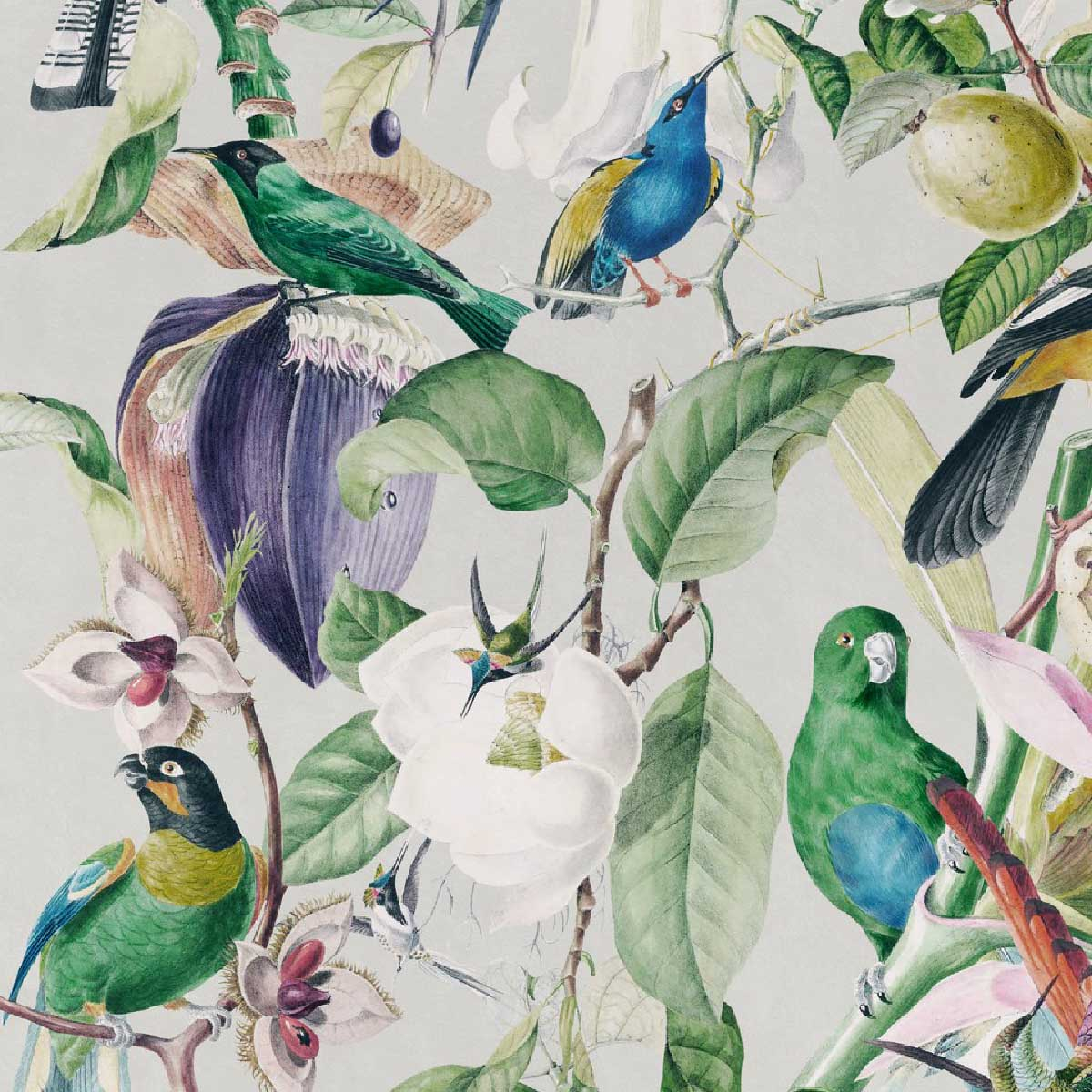 tropical birds wallpaper mindthegap
