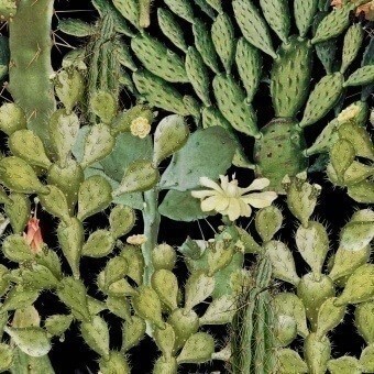 Panneau Opuntia Green/Anthracite Mindthegap