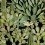 Papeles pintados Opuntia Mindthegap Green/Anthracite WP20165
