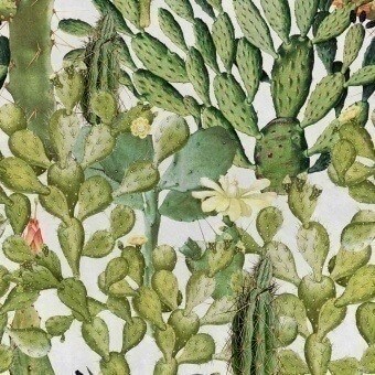 Papier peint panoramique Opuntia Green/Anthracite Mindthegap