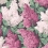 Lilac Wallpaper Cole and Son Magenta/Blush 115/1001