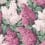 Papier peint Lilac Cole and Son Magenta/Blush 115/1001