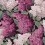Carta da parati panoramica Lilac Grandiflora Cole and Son Rose/Magenta 115/15045 pack 2 rouleaux