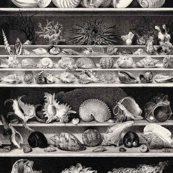 Papier peint panoramique Coquillages et Crustacés