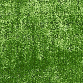Terciopelo Indiana