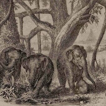 Elephants Panel