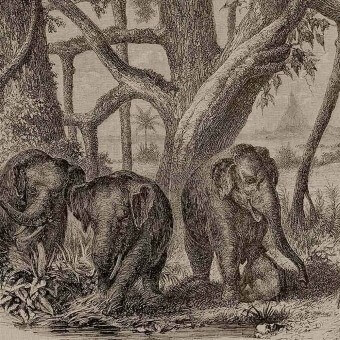 Papier peint panoramique Elephants