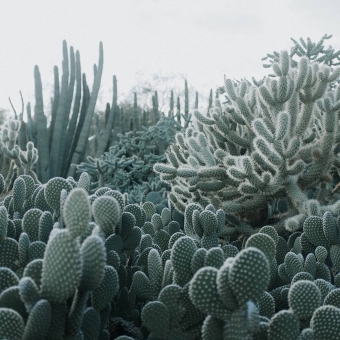 Carta da parati panoramica Cacti
