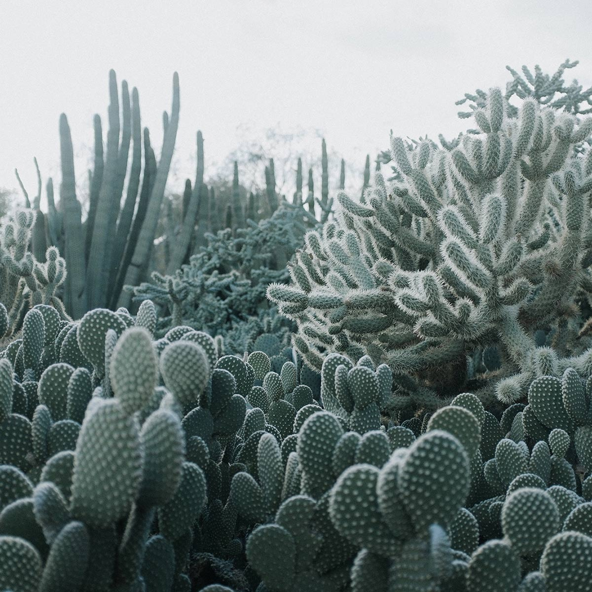 Cacti Panel - Rebel Walls
