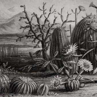 Papier peint panoramique Cactus Garden