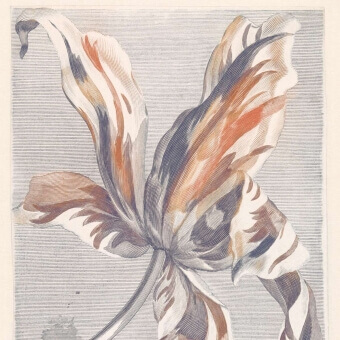 Carta da parati panoramica Tulip Teyler