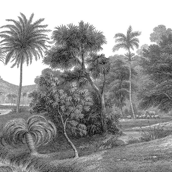 Papier peint panoramique Jungle Land