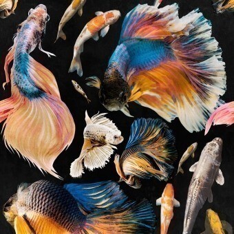 Papeles pintados Goldfish