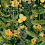 Papeles pintados panorámico Mimulus Mindthegap Anthracite WP20322
