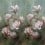 Yulan Panel Designers Guild Magnolia PDG1115/01