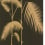 Papel pintado Palm Leaves Cole and Son Noir/Or 66/2014