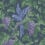 Papier peint Woodvale Orchard Cole and Son Purple/Forest 116/5019