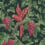 Woodvale Orchard Wallpaper Cole and Son Ruby/Olive 116/5020