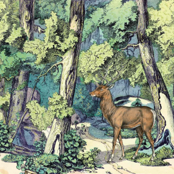 Papier peint panoramique Fond de Forêt et Cerf