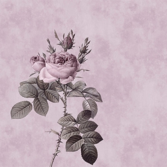 Papier peint panoramique Rose