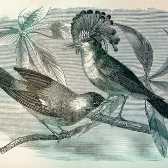 Papier peint panoramique Vintage Birds 1