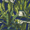 Agaves Fabric Nobilis Leaf 10859.75