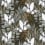 Tigris Wallpaper Casamance Kaki 74731734