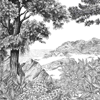 Panoramatapete Forêt de Bretagne Grisaille 150x330 cm - 3 lés - côté gauche Isidore Leroy