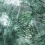 Carta da parati panoramica Exotique Stella Cadente Vert clair SC003BAA