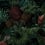 Papier peint panoramique Tropical Pineapple Pascale Risbourg Mulberry PINBRY90