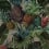 Carta da parati panoramica Tropical Pineapple Pascale Risbourg Full Colors PINFULL90