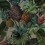 Carta da parati panoramica Tropical Pineapple Pascale Risbourg Full Colors PINFULL90 - 300x280 cm