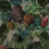 Papeles pintados panorámico Tropical Pineapple Pascale Risbourg Full Colors PINFULL90