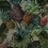 Papeles pintados panorámico Tropical Pineapple Pascale Risbourg Full Colors PINFULL90 - 300x280 cm