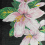 Mosaico Lilium grande dalle Vitrex Nero/Rosa lilium-150x290