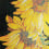 Mosaico Girapavimentoe grande dalle Vitrex Nero/Giallo girasole-150x290