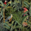 Panoramatapete Parrots Of Brasil Mindthegap Anthracite WP20522