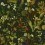 Carta da parati Herbarium House of Hackney Forest/Green 1-WA-HER-DI-MID-XXX-004