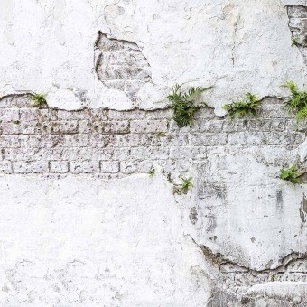 Panoramatapete Plants & Brick Wall